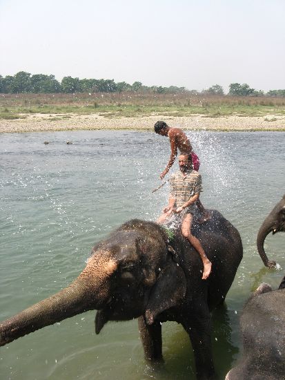 Elephant bath Chitwan Nepal