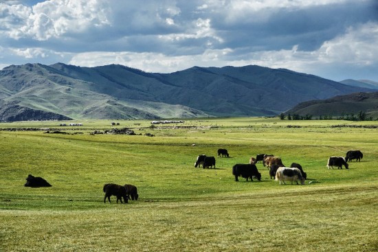 yak in Mongolia