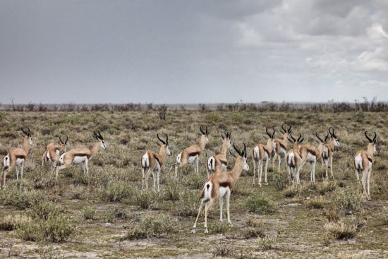 Safari all Etosha - Namibia