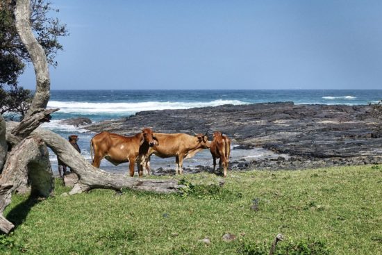 wild coast Southafrica