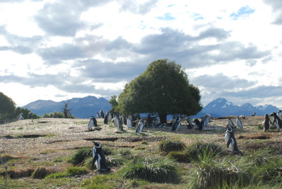 pinguini patagonici 
